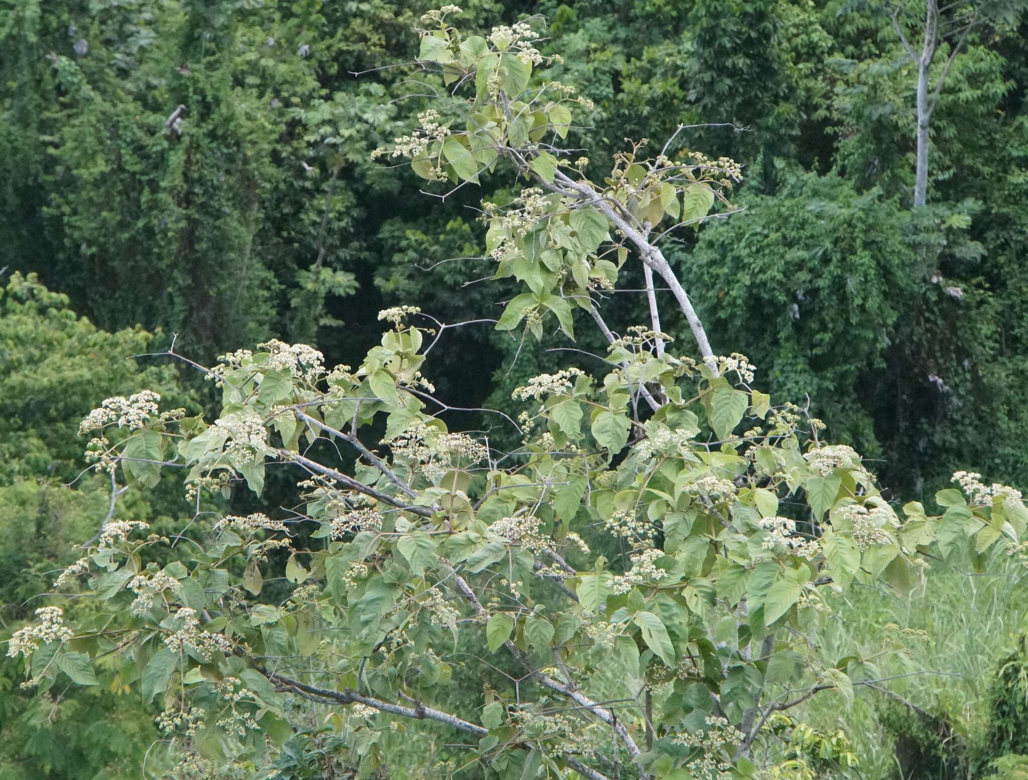 Plancia ëd Cordia sulcata DC.