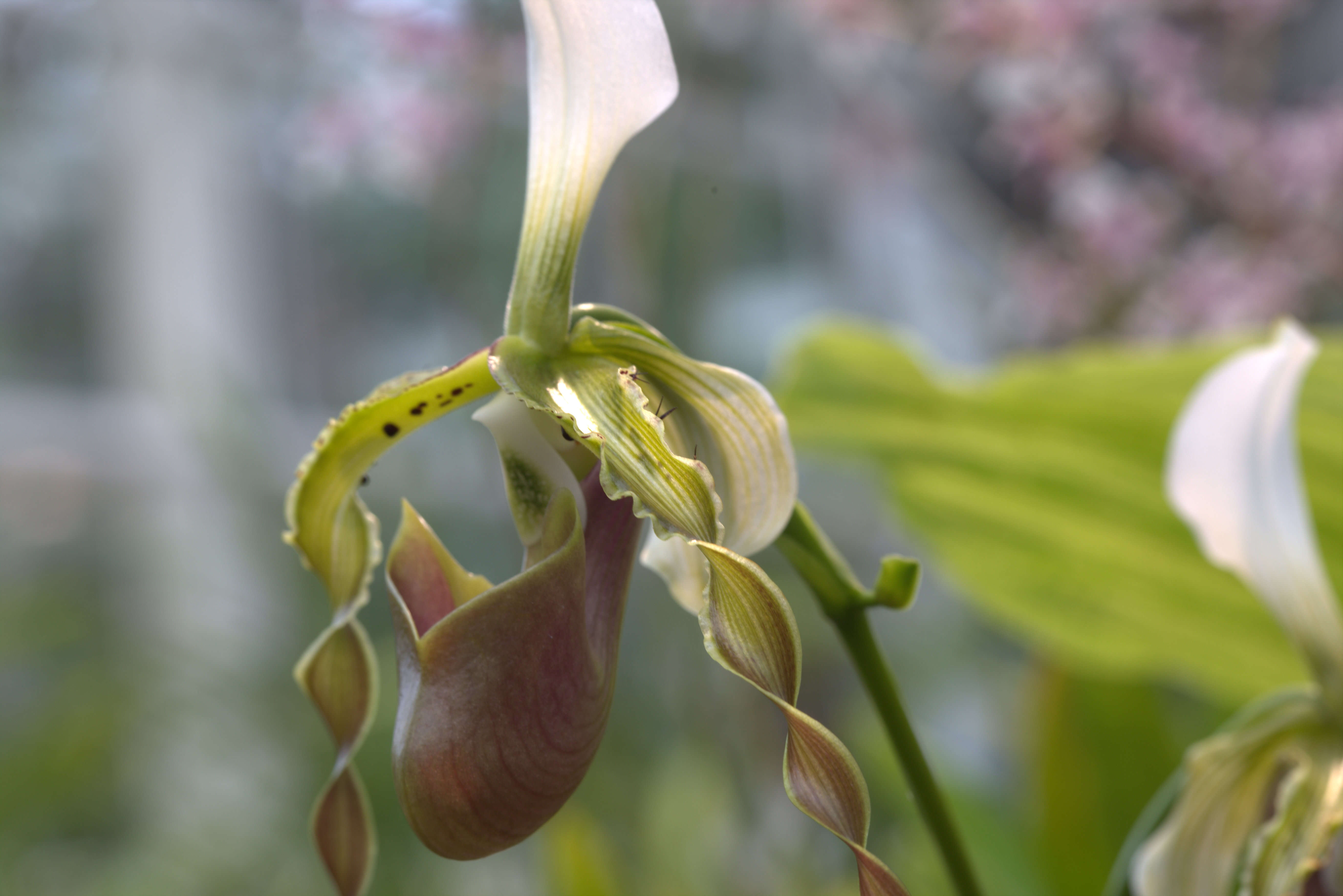 Слика од Paphiopedilum dianthum Tang & F. T. Wang