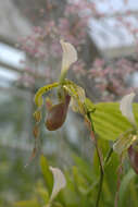 Sivun Paphiopedilum dianthum Tang & F. T. Wang kuva