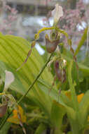 Sivun Paphiopedilum dianthum Tang & F. T. Wang kuva