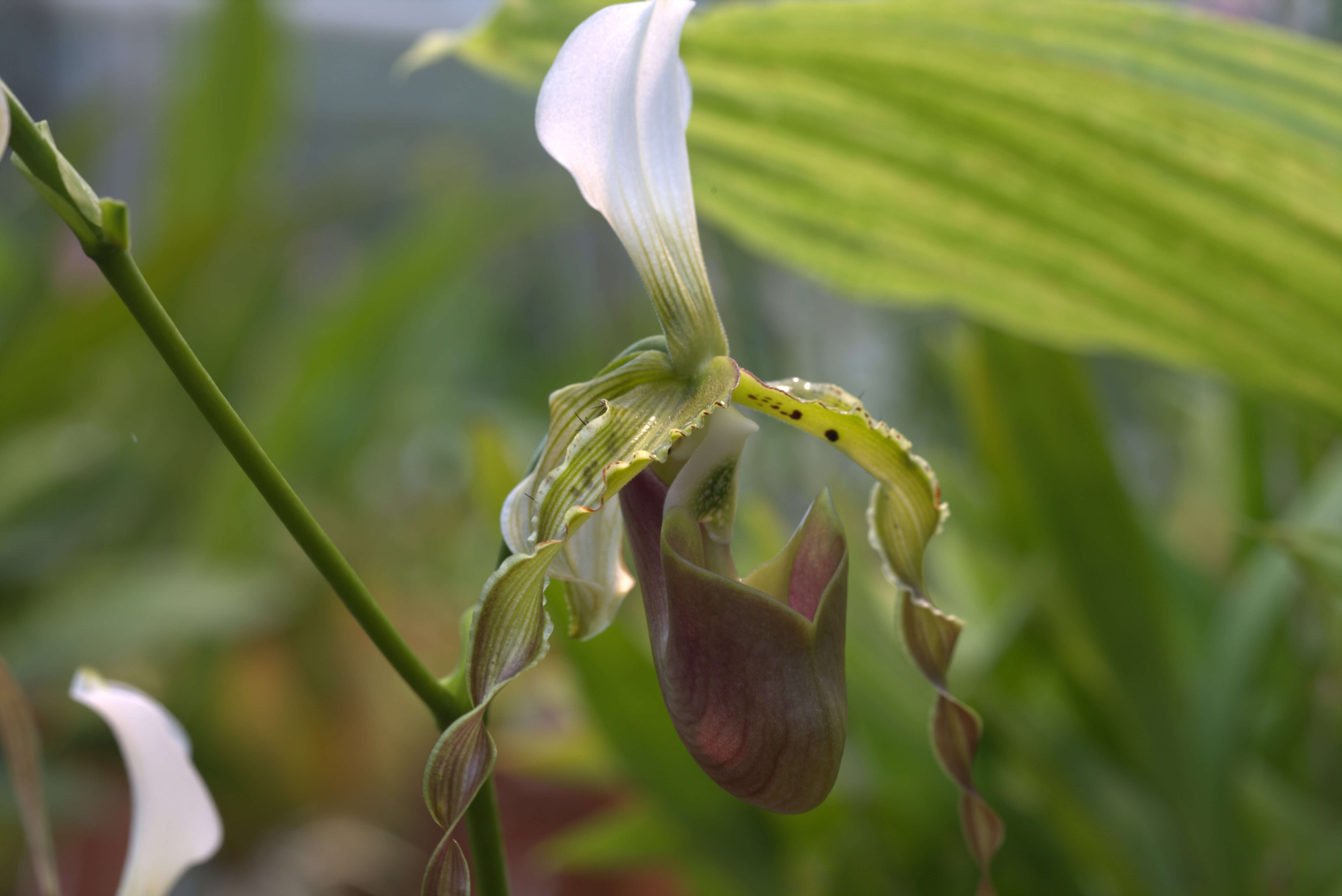 Sivun Paphiopedilum dianthum Tang & F. T. Wang kuva