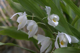 Image of Coelogyne mooreana Rolfe