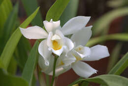 Image of Coelogyne mooreana Rolfe