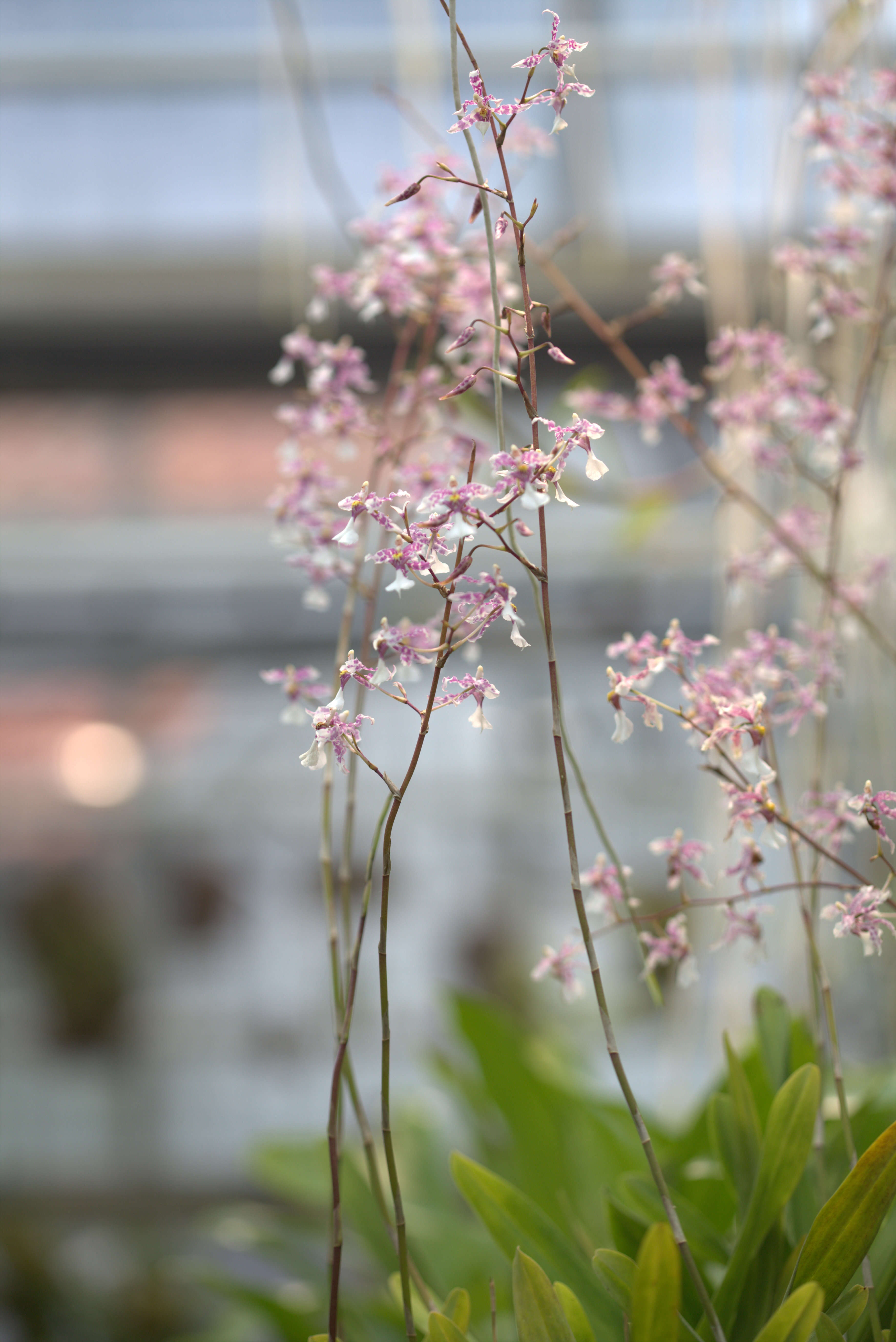 Слика од Oncidium incurvum Barker ex Lindl.