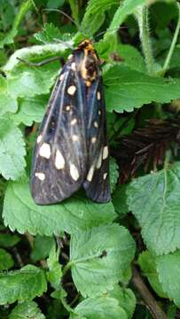 Image of Aglaomorpha histrio (Walker 1855)