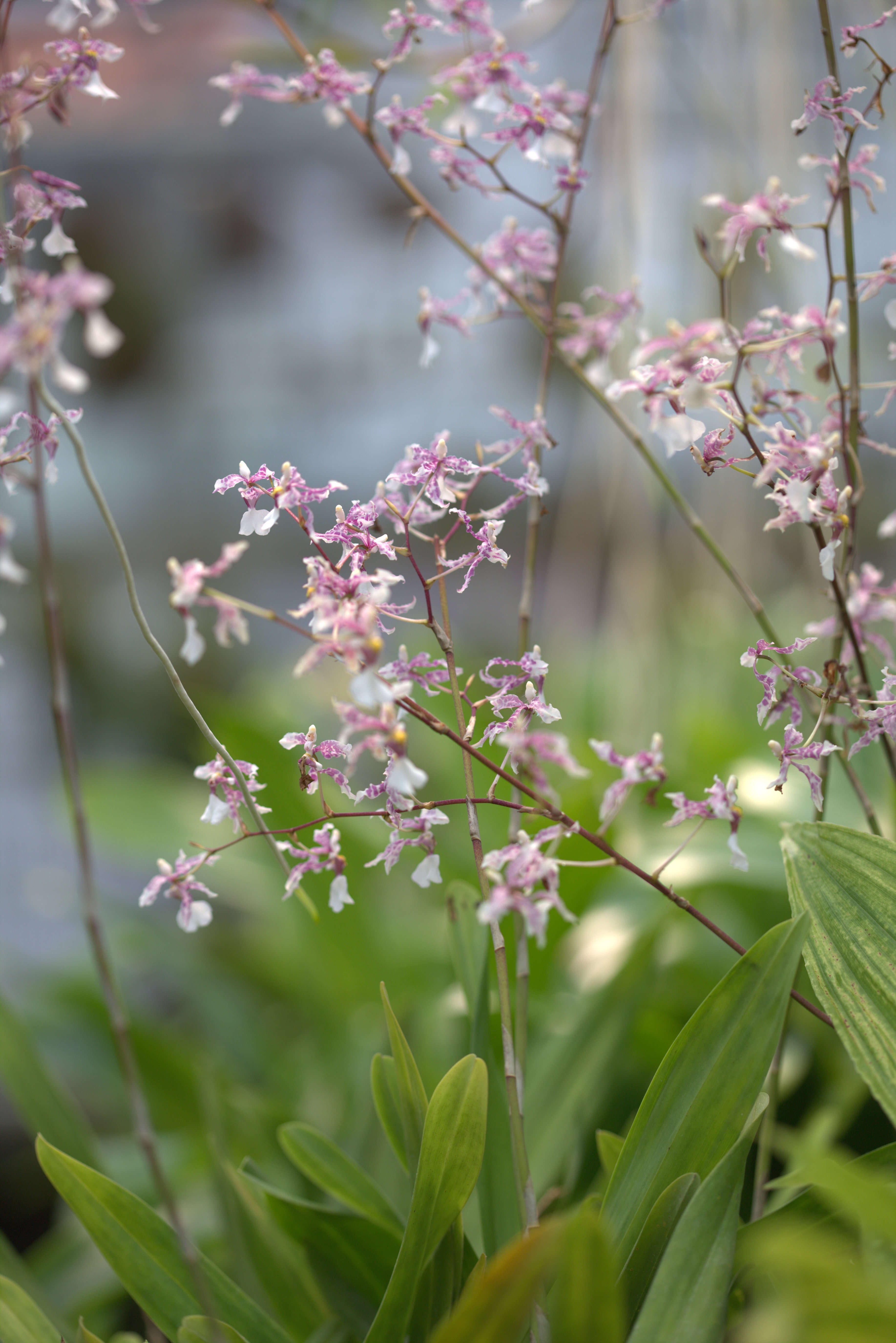 Слика од Oncidium incurvum Barker ex Lindl.