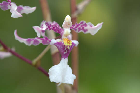 Слика од Oncidium incurvum Barker ex Lindl.