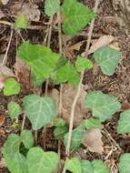 Imagem de Hedera algeriensis Hibberd