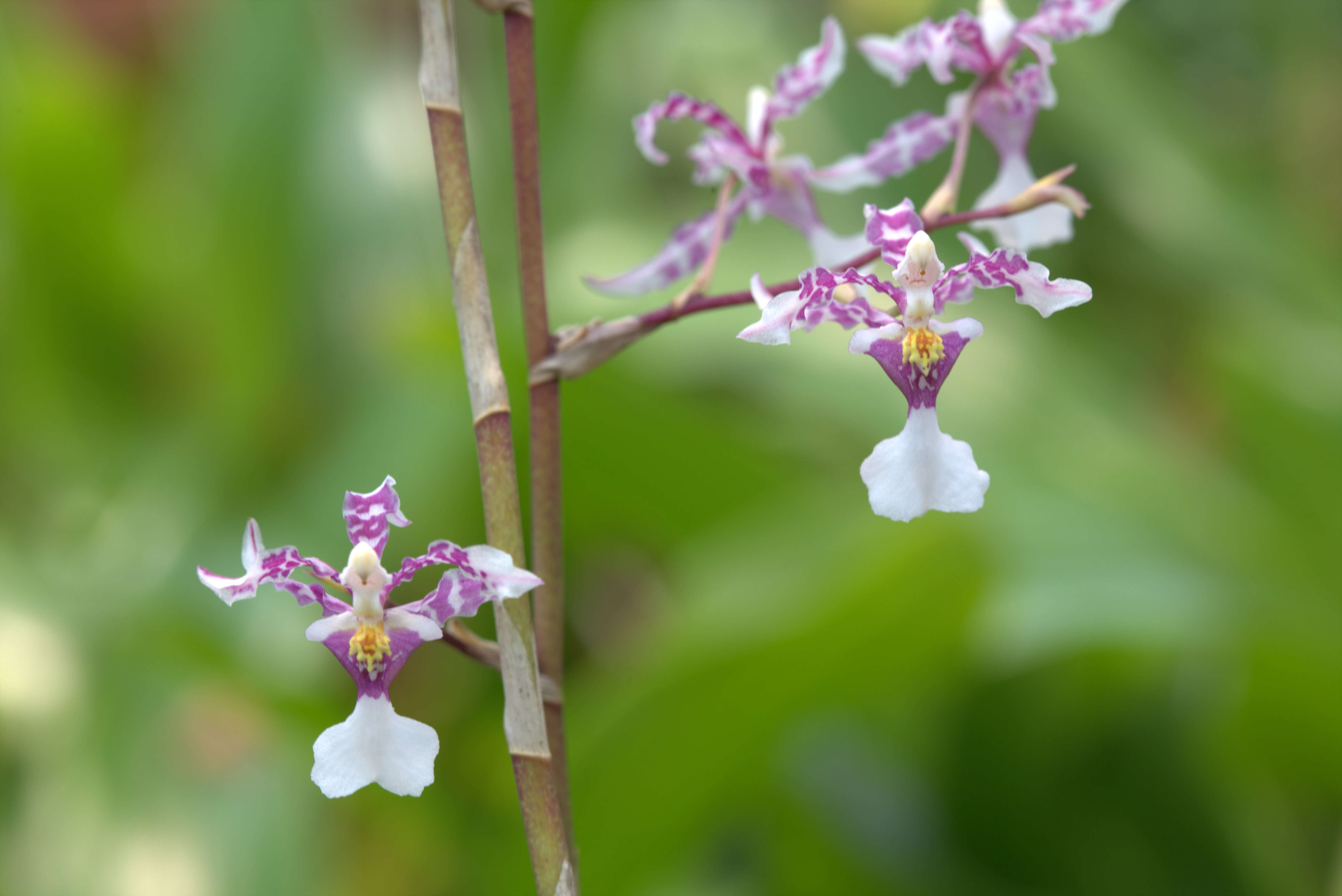 Слика од Oncidium incurvum Barker ex Lindl.