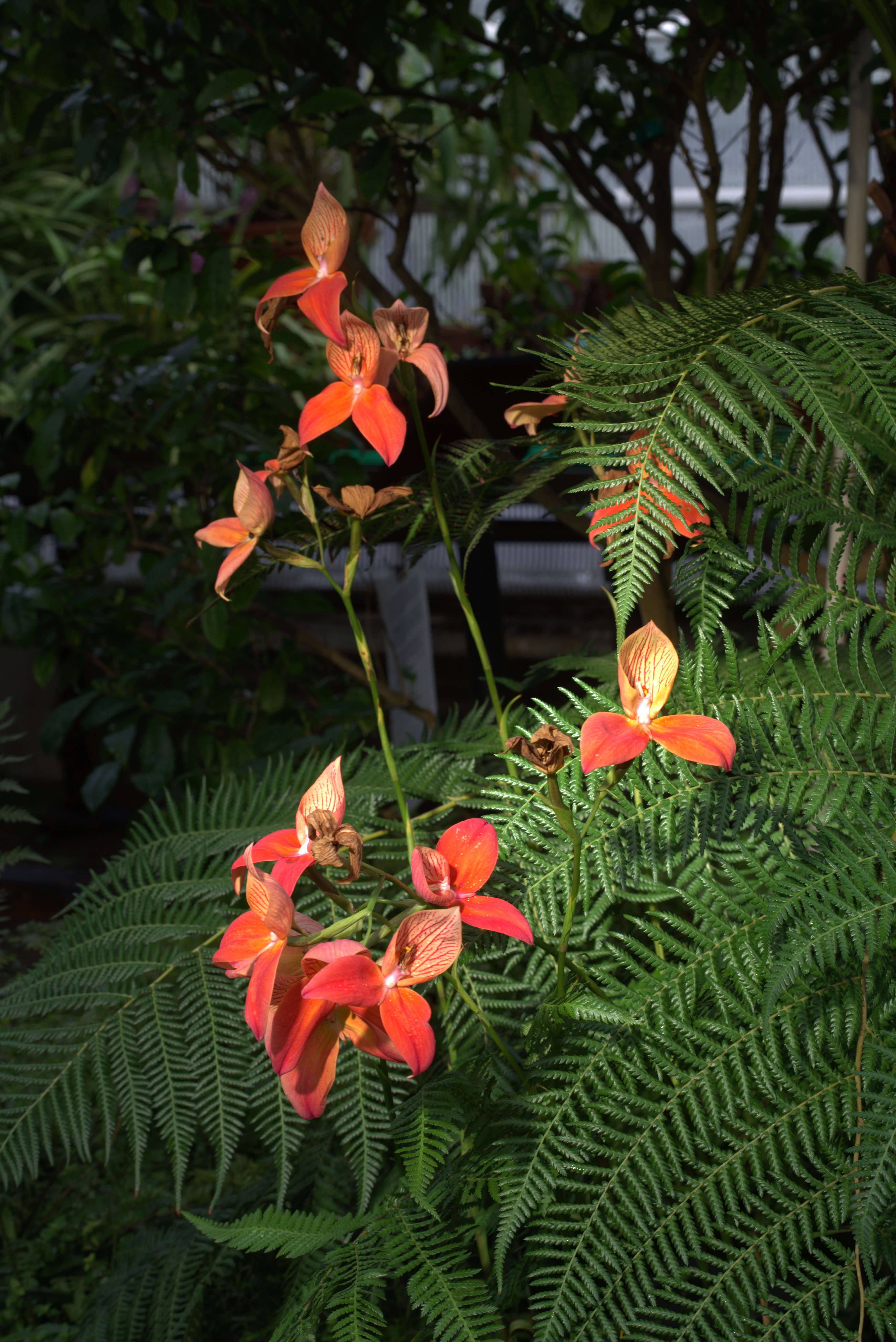 Image of Red Disa