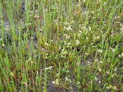 Image of glasswort