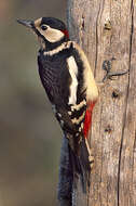 Image of Great Spotted Woodpecker