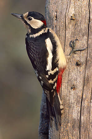 Image of Great Spotted Woodpecker