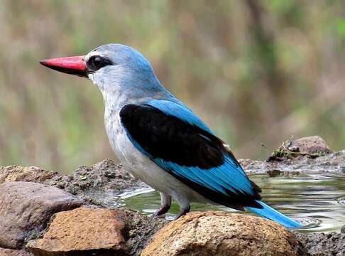 صورة Halcyon senegalensis cyanoleuca (Vieillot 1818)