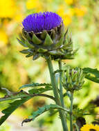 Image of cardoon