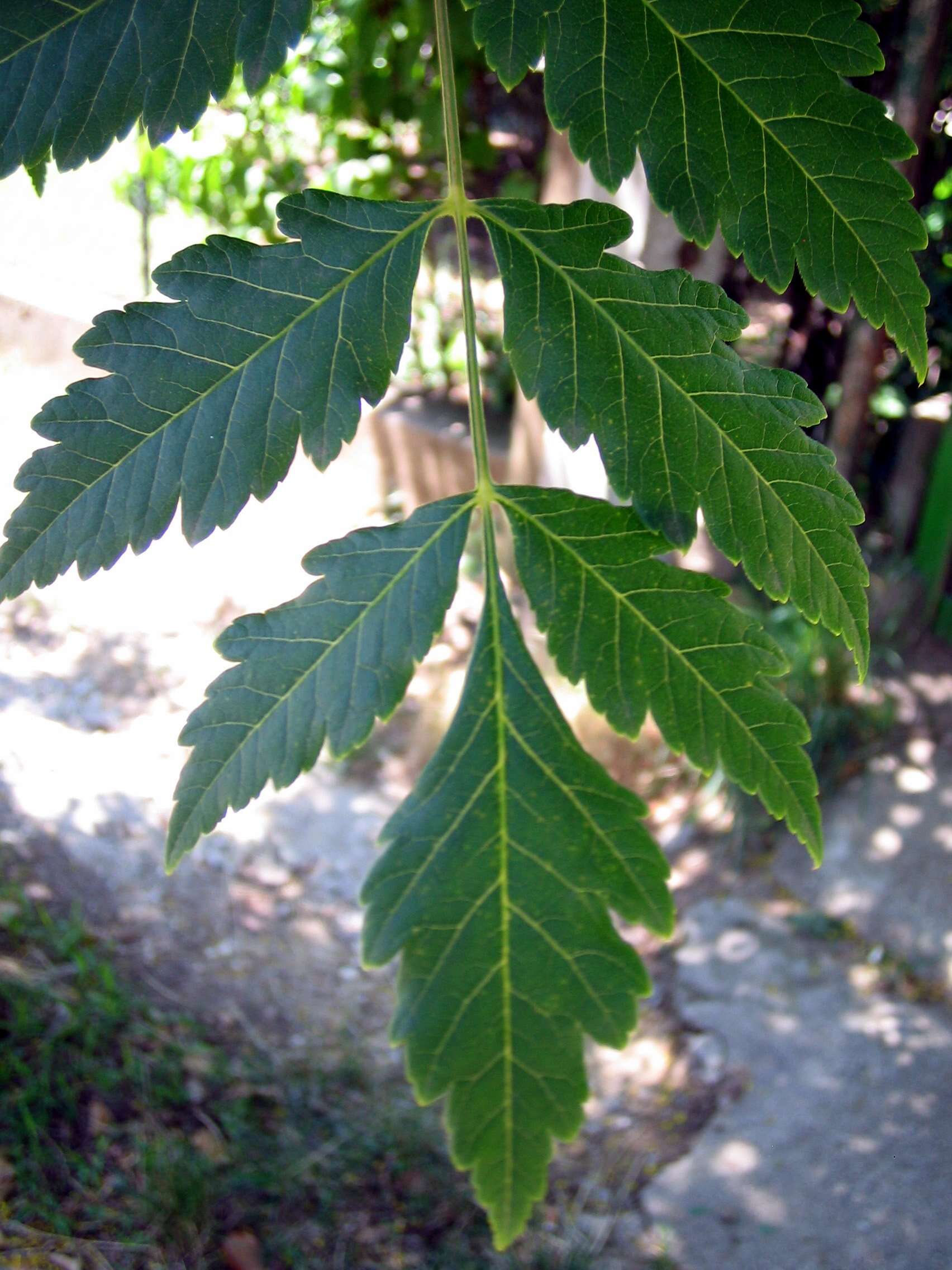 Image of Golden-rain tree