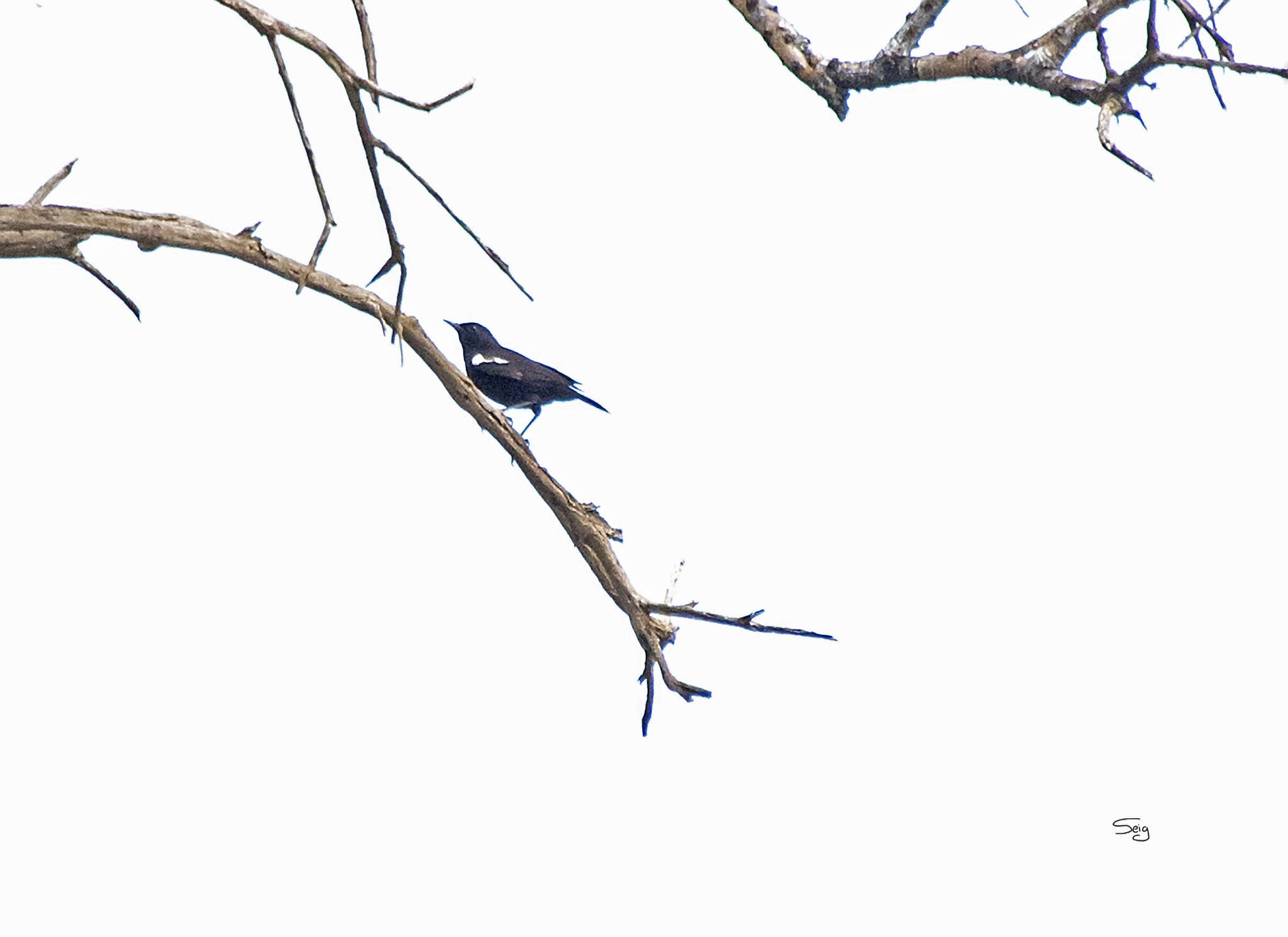 Image of Sooty Chat