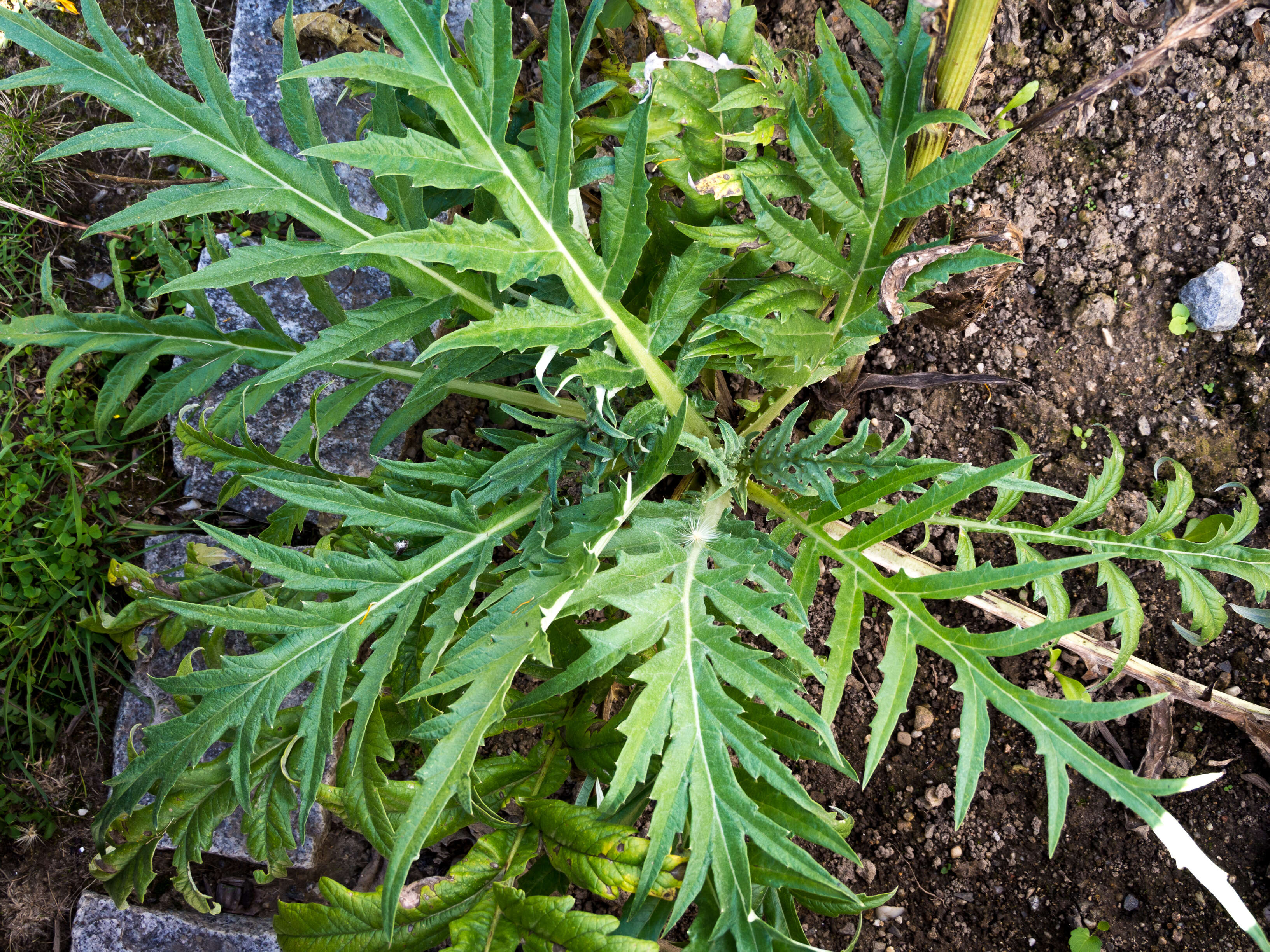 Image of cardoon