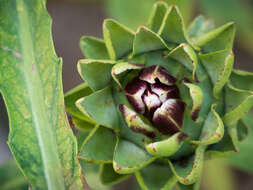 Image of cardoon