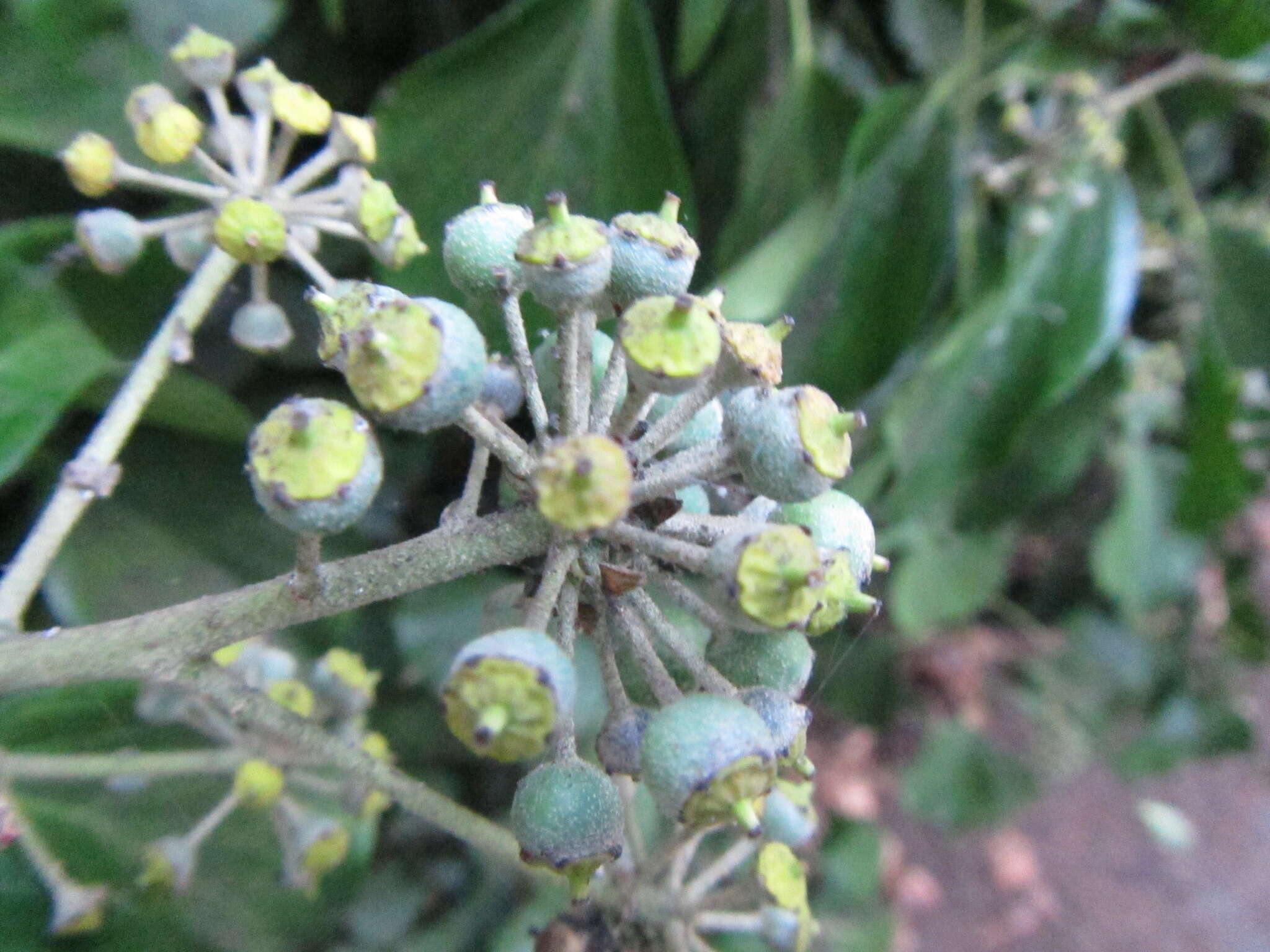 Image of Algerian ivy