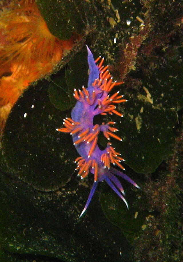 Paraflabellina ischitana (Hirano & T. E. Thompson 1990) resmi