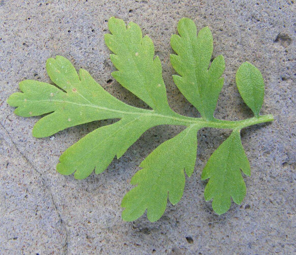 Image of feverfew