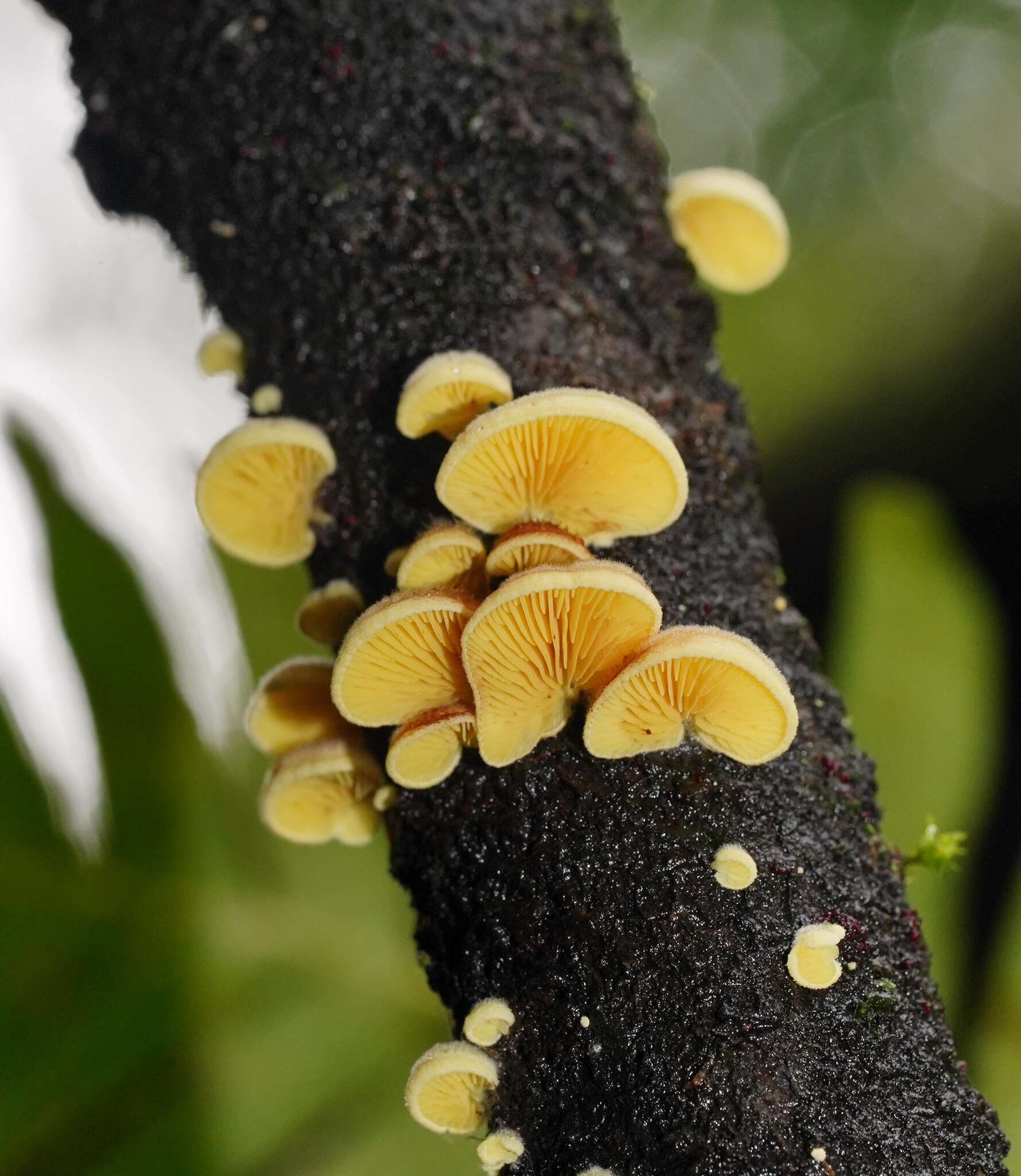 Image of Crepidotus stromaticus (Cooke & Massee) Sacc. 1887