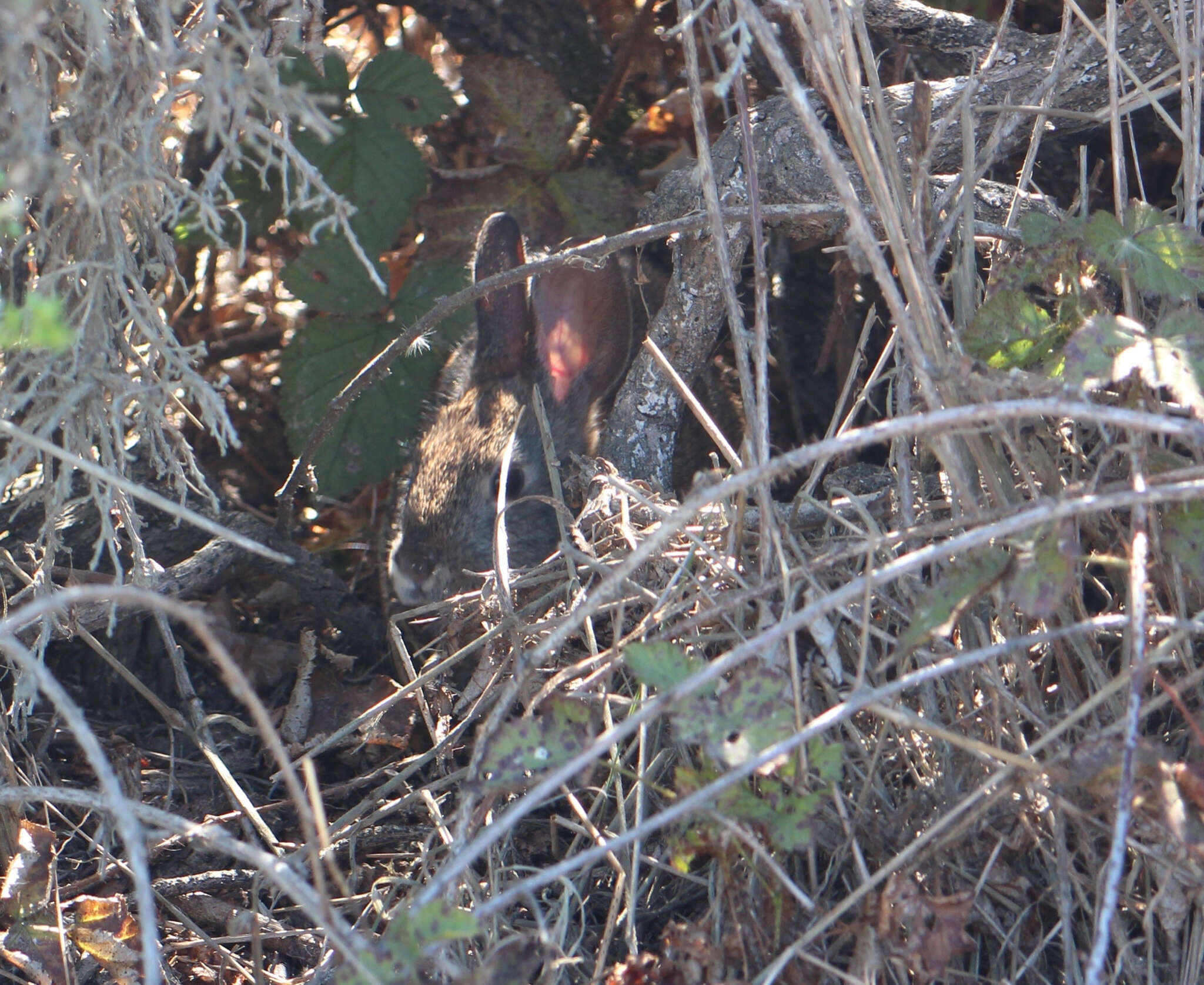 Image of Brush Rabbit