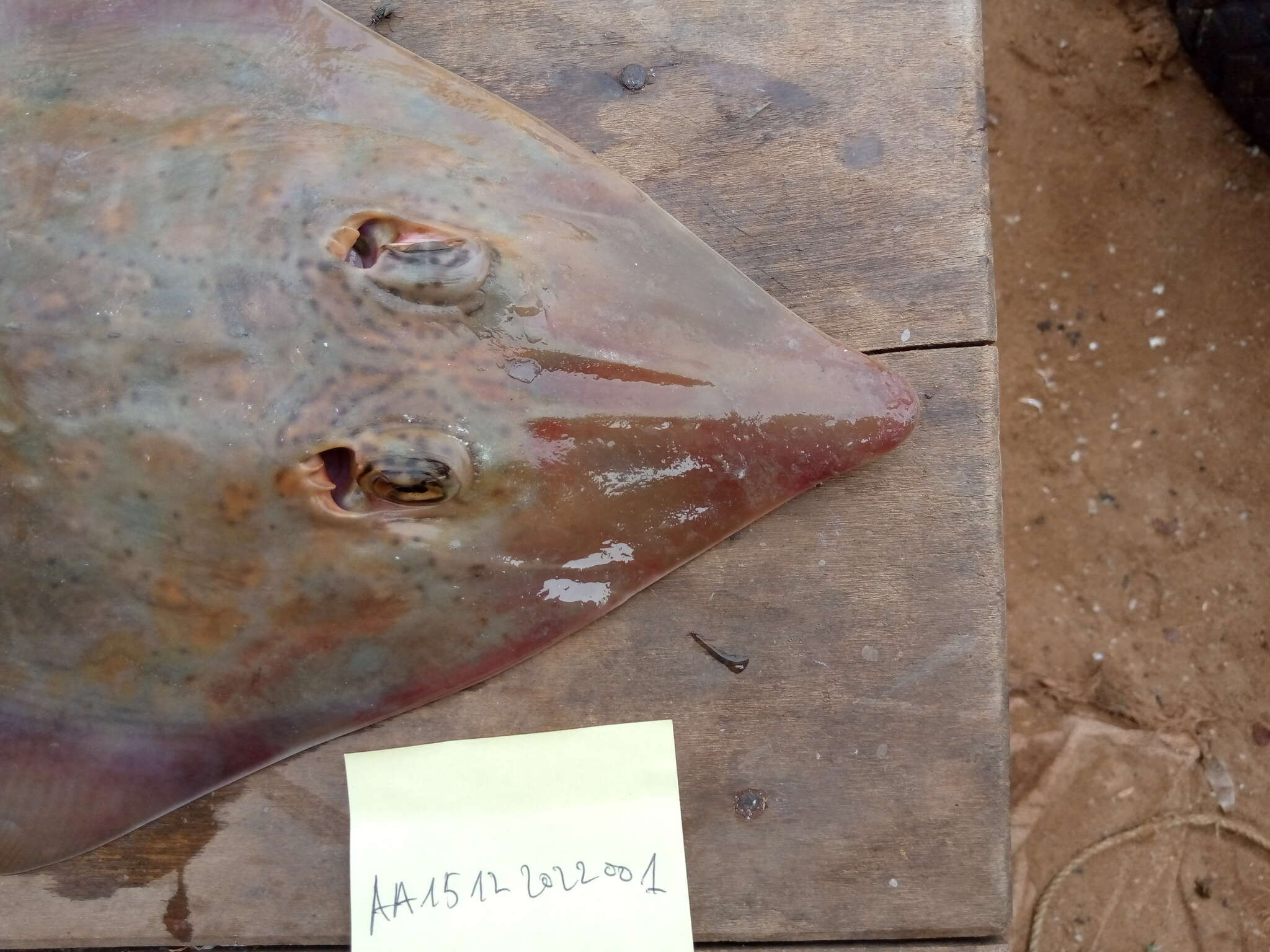 Image of Spineback guitarfish