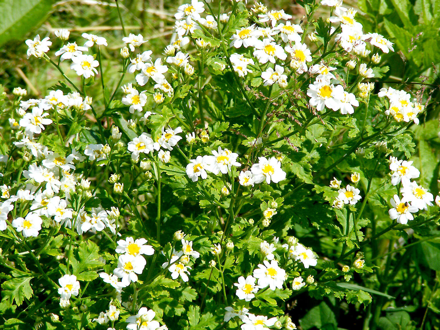 Image of feverfew