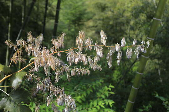 Image of macleaya