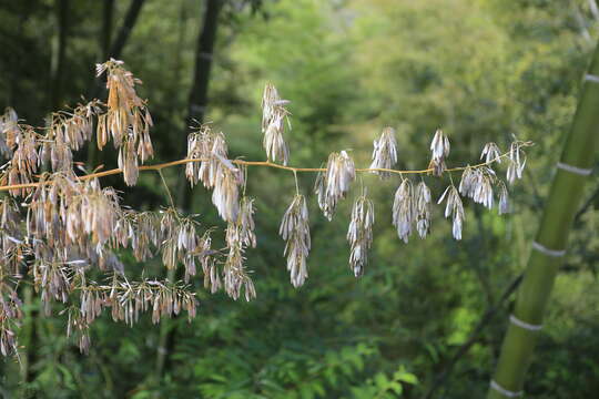 Image of macleaya