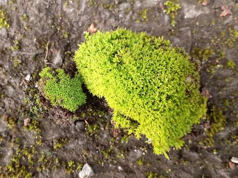 Image of revolute beard-moss