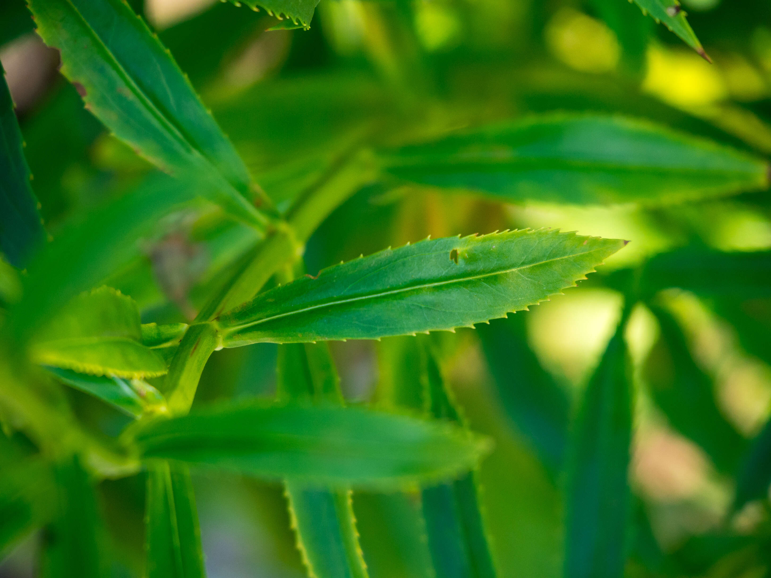 Image of obedient plant