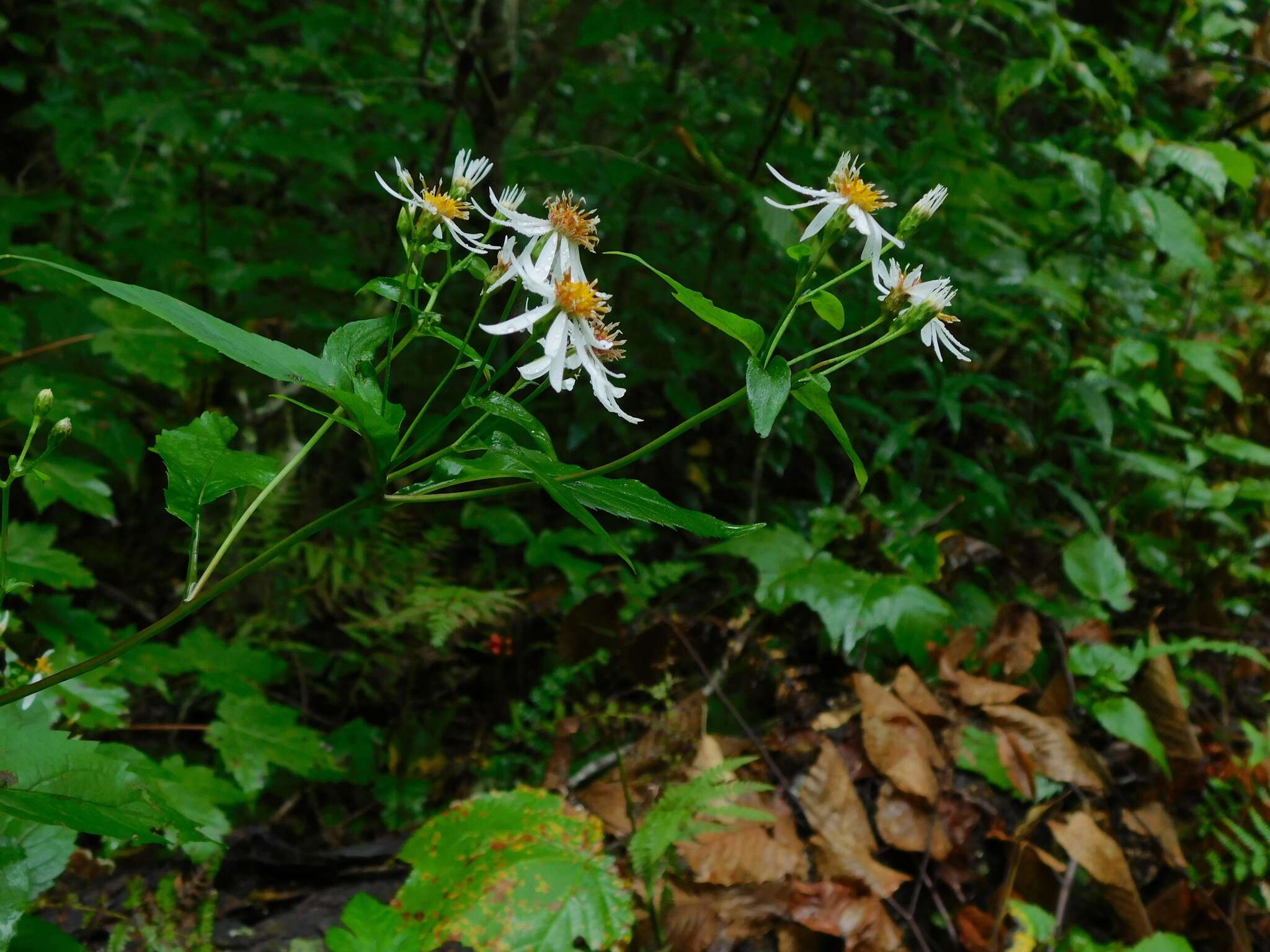 Image of mountain aster