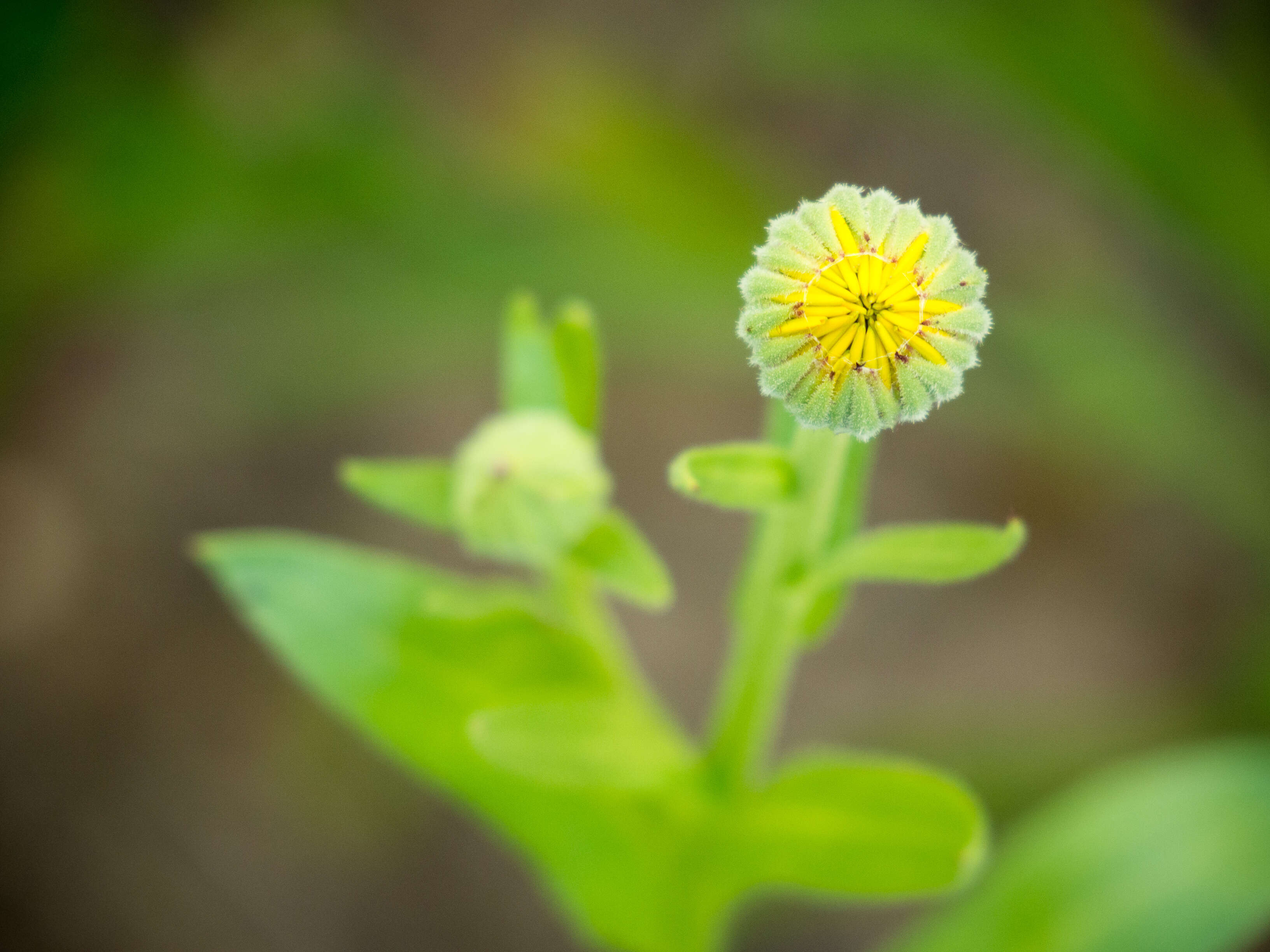 Image of pot marigold