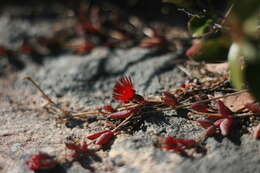 Image of Delosperma repens L. Bol.