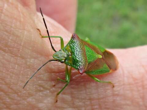 Acanthosoma haemorrhoidale resmi