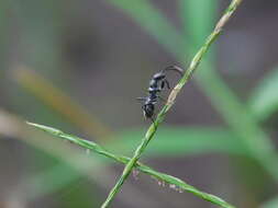 Imagem de Eucosmetus formosus Bergroth & E. 1894