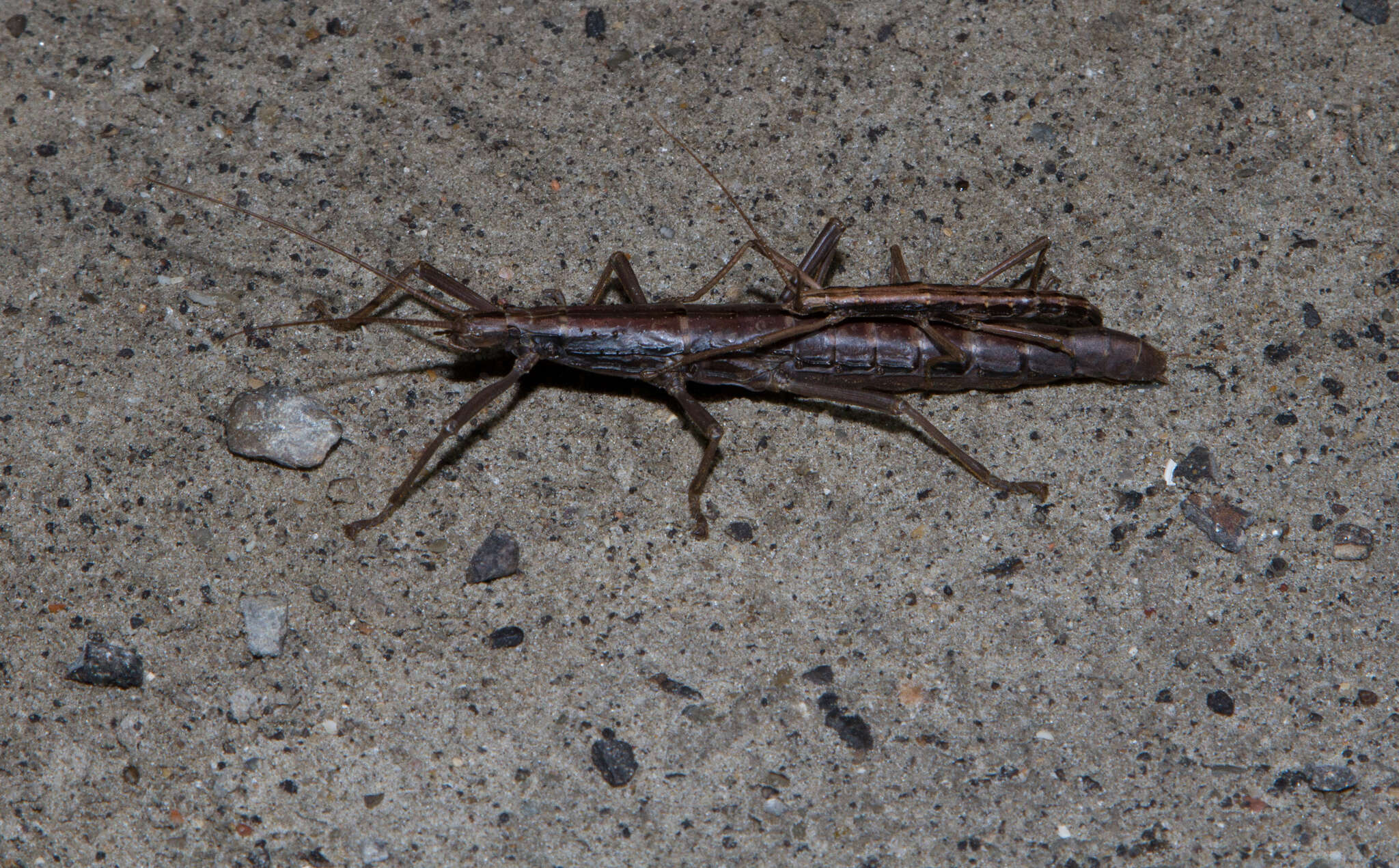 Image of Anisomorpha