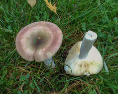 Imagem de Russula versicolor Jul. Schäff. 1931