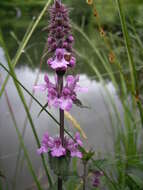 Image of Hedge-nettle