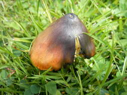 Image de Hygrophore conique