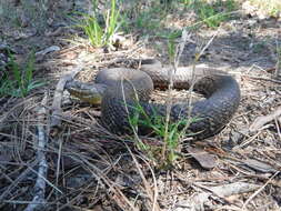 Image of Mississippi Green Water Snake