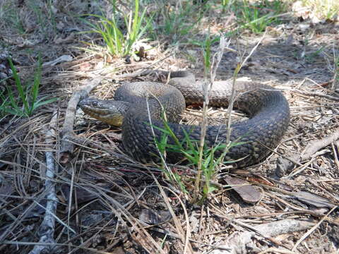 Image of Mississippi Green Water Snake