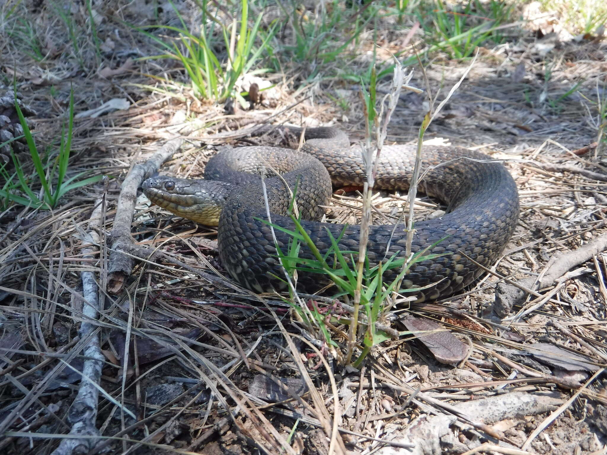 Image of Mississippi Green Water Snake