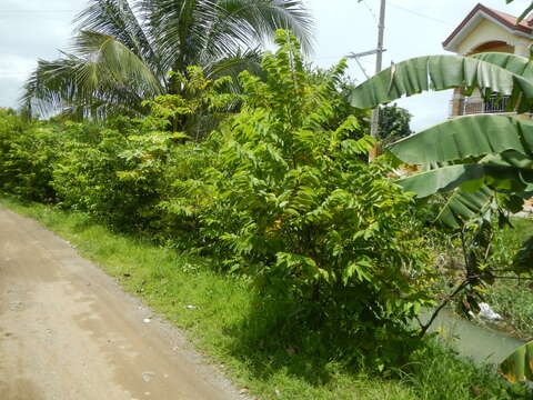 Image of sugar apple