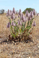 Image of Ptilotus exaltatus Nees