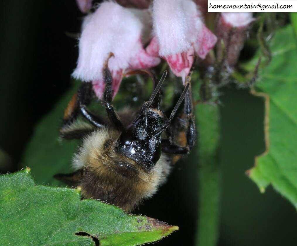 Слика од Bombus pseudobaicalensis Vogt 1911