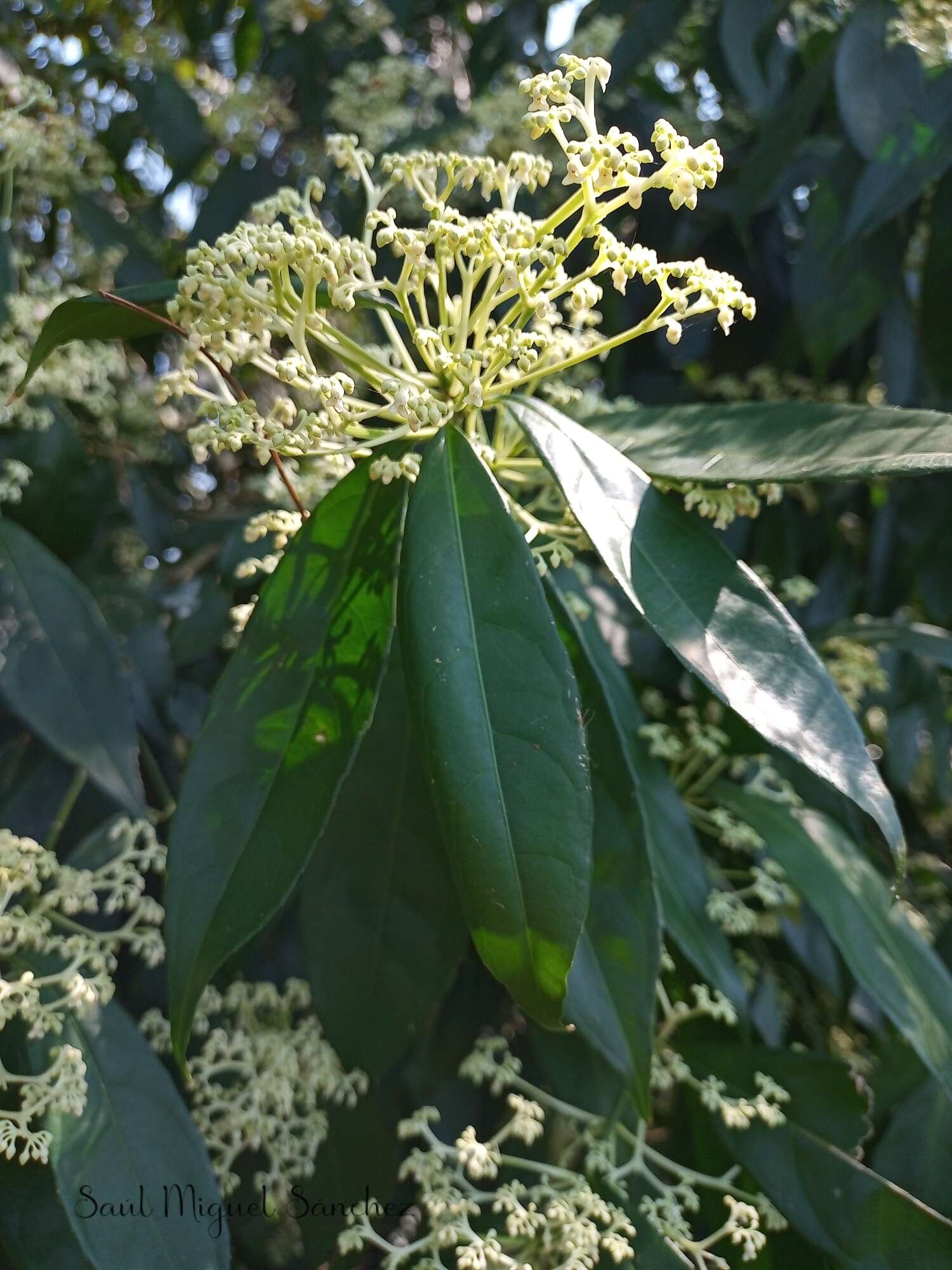 Sivun Orthion malpighiifolium (Standl.) Standl. & Steyerm. kuva